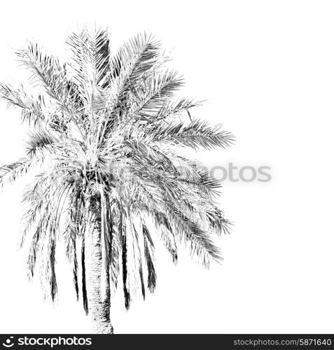 tropical palm in morocco africa alone and the sky