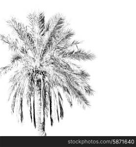 tropical palm in morocco africa alone and the sky