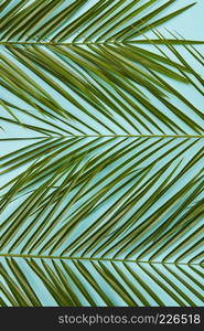 Tropical palm leaf. Flat lay, top view. Palm green leaves represented over blue background.. Palm leaves isolated