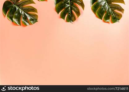 Tropical palm leaf with colorful background