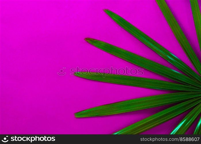Tropical palm leave on pink background