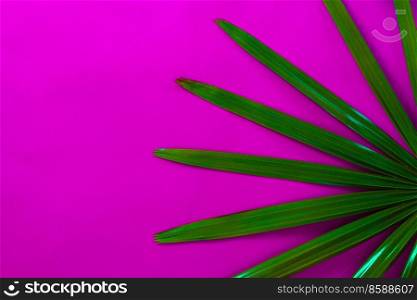 Tropical palm leave on pink background