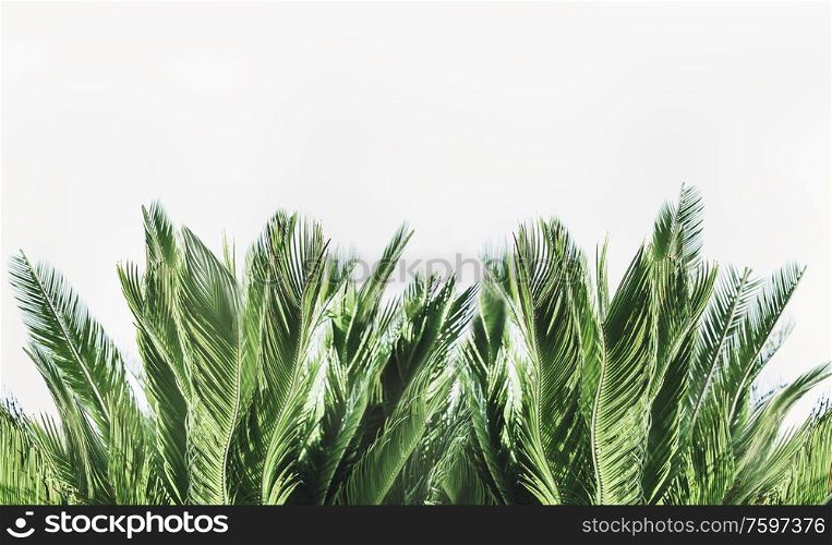 Tropical palm leaves border at white background