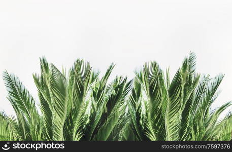 Tropical palm leaves border at white background