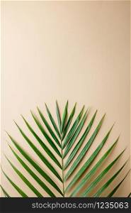 Tropical palm leaves on color background. Summer concept. Flat lay, top view, copy space