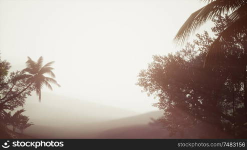 Tropical Palm Rainforest in Fog