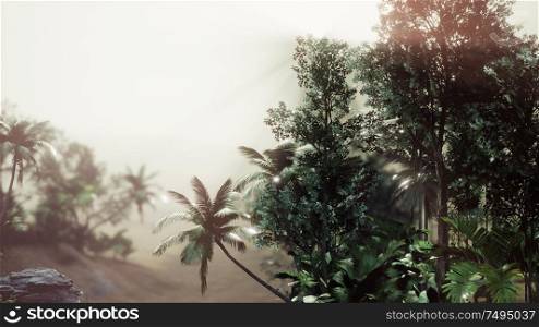 Tropical Palm Rainforest in Fog