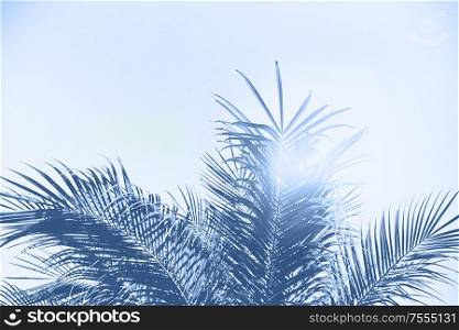 tropical palm tree fresh green leaves , close up view in classic blue color. Tropical palm tree