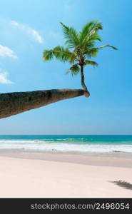 Tropical palm tree hang over the sand and water edge on empty island beach