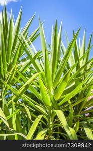 Tropical palm tree leaves in fresh green colors with blue sky in the background