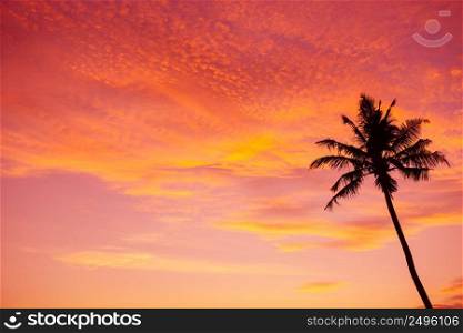 Tropical palm tree silhouette at sunset