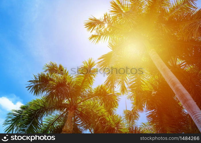 Tropical palm tree with sun light on a bright blue sky background. summer vacation and travel holiday concept with Copy space and abstract background summer.