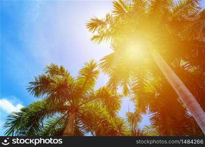 Tropical palm tree with sun light on a bright blue sky background. summer vacation and travel holiday concept with Copy space and abstract background summer.