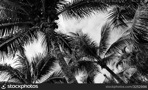 Tropical palm trees.