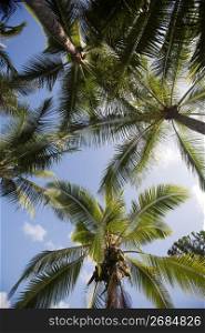 Tropical palm trees against blue sky