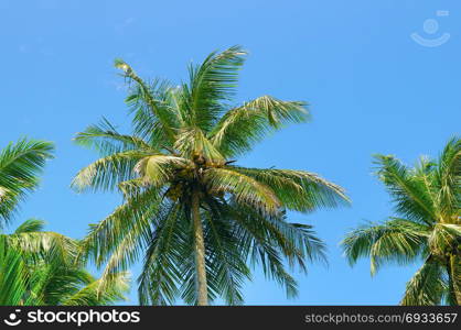 tropical palm trees against the blue sky