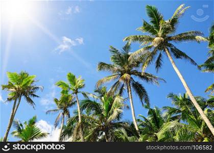 tropical palm trees against the blue sky and sun