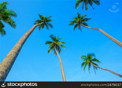 Tropical palm trees and clear blue sky