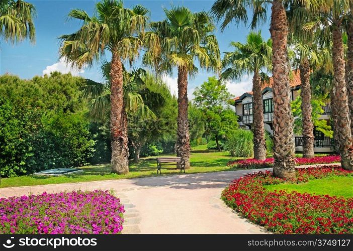 tropical palm trees and flower beds