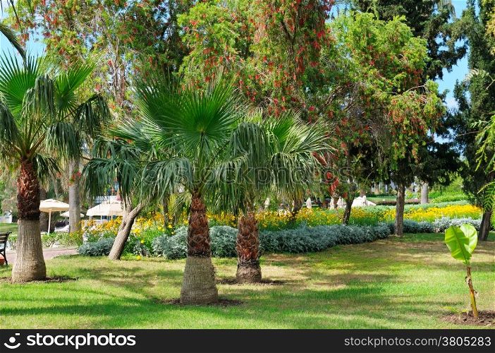 tropical palm trees and green lawn