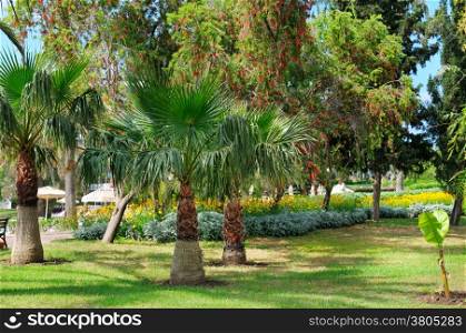 tropical palm trees and green lawn