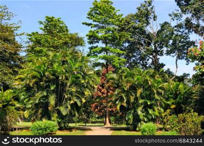 Tropical palm trees and other deciduous trees in a city park