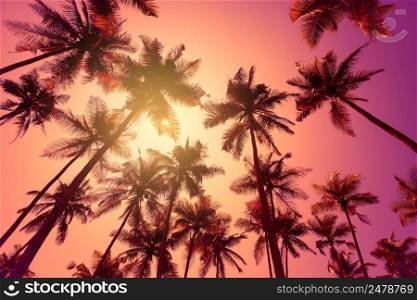 Tropical palm trees at sunset