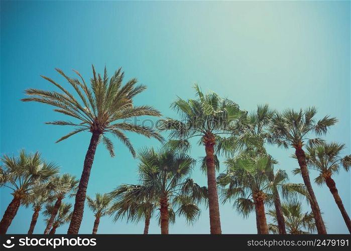 Tropical palm trees different types vintage color stylized