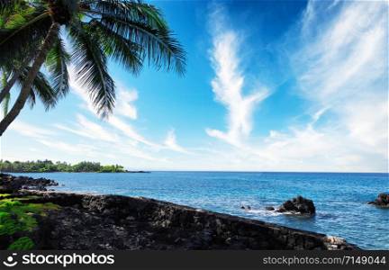 Tropical palm trees in upper left corner with copy space