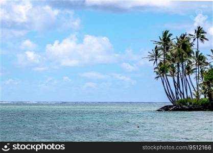 tropical palm trees on a beach in oahu hawaii