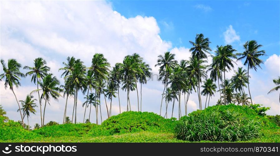 Tropical palm trees on the sandy beach. Summer travel and vacation. Wide photo.