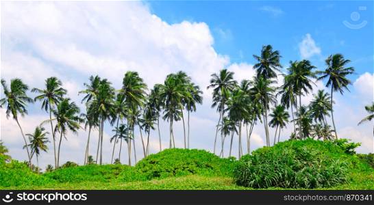 Tropical palm trees on the sandy beach. Summer travel and vacation. Wide photo.