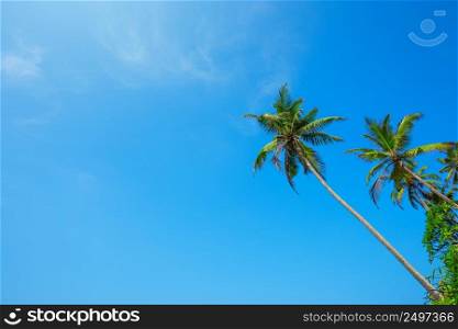 Tropical palm trees over blue sky copy space