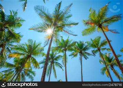 Tropical palm trees over clear blue sky with shining sun