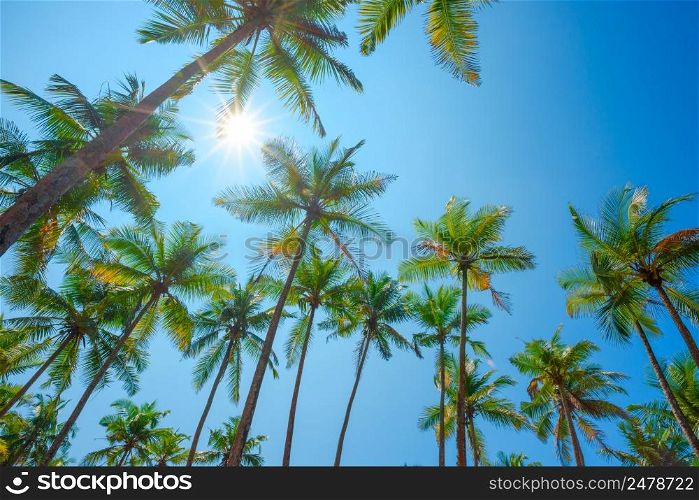 Tropical palm trees over clear blue summer sky with shining sun