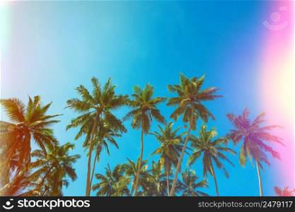 Tropical palm trees with color analogue film light leaks vintage toned