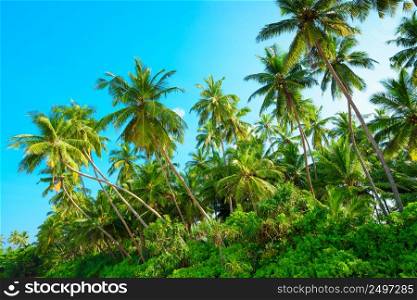 Tropical palm tress on a sunny summer day