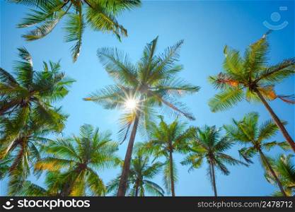 Tropical palms