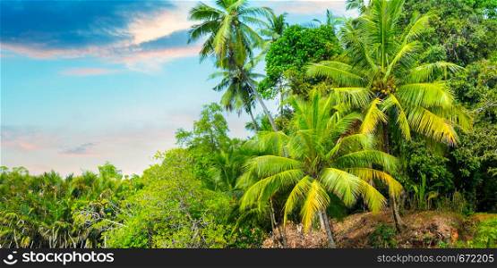 Tropical palms and beautiful sunrise . Explore the world's beauty. Wide photo.