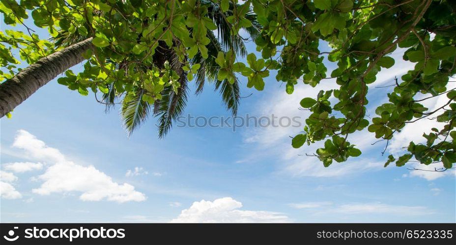 Tropical palms and cloudy sky. Tropical palms and cloudy sky. Summer weather. Tropical palms and cloudy sky