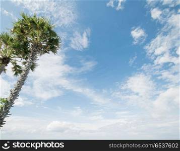 Tropical palms and cloudy sky. Tropical palms and cloudy sky. Summer weather. Tropical palms and cloudy sky