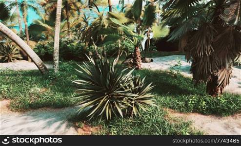 tropical palms and plants at sunny day
