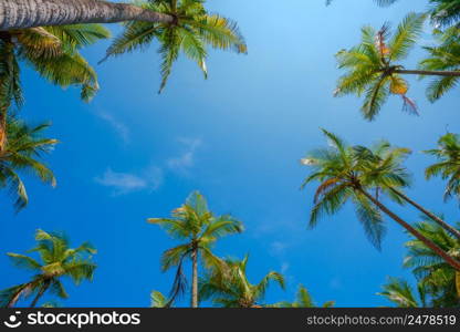 Tropical palms at sunny day