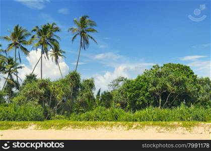 tropical palms on the sandy beach