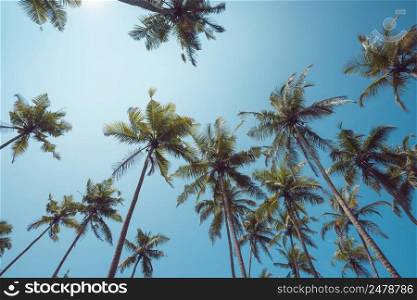 Tropical palms perspective view with shining sun and blue sky