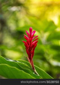 Tropical Palnt Red Ginger . Red Ginger (Alpinia Purpurata) a vibrant pink tropical flower
