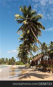 Tropical paradise idyllic beach with palm. Sri Lanka