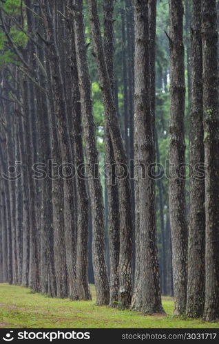 tropical pine forest in Thailand