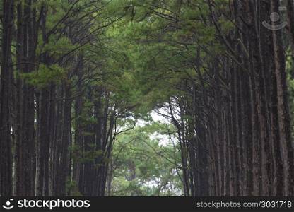 tropical pine forest in Thailand