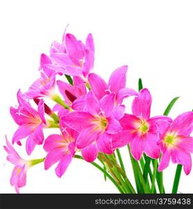 Tropical pink ground flower, Zephyranthes Lily, Rain Lily, Fairy Lily or Little Witches, isolated on a white background
